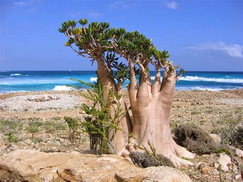 Adenium socotranum (Socotra Desert Rose) - Sustainable Bioresources, LLC