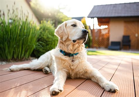 How To Get Rid of Skunk Smell On a Dog