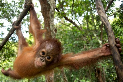 Orangutan at BOS Nyaru Menteng Orangutan Rescue Center in Indonesia ...