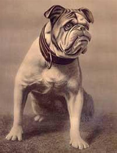 Yale Bulldog Origins