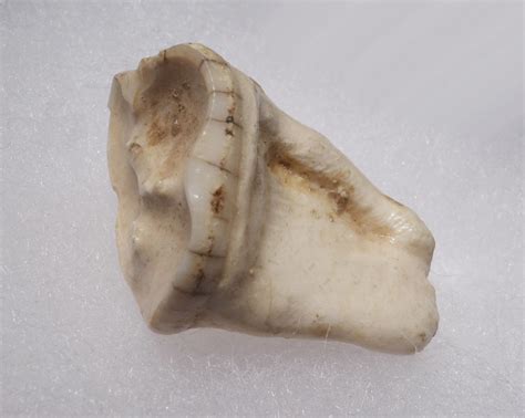 ARDENNES FOREST BELGIUM CAVE BEAR FOSSIL MOLAR TOOTH FROM OLD BEAR ...