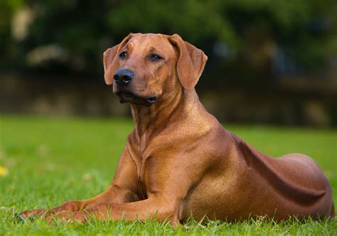 Rhodesian Ridgebacks: Unveiling Their Swim Capabilities