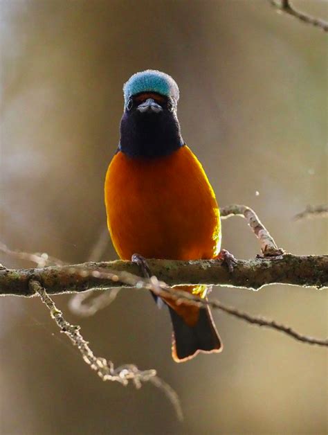 Bird of the Day: Elegant Euphonia | Organikos