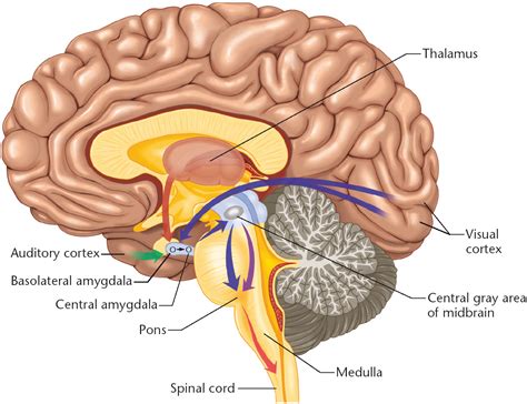 diagram of the human brain parts 5 : Biological Science Picture ...