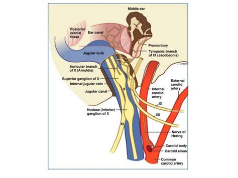 Jugular foramen anatomy and approaches