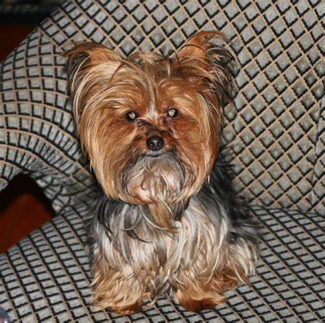 Miniature Yorkshire Terrier: Yorkie Haircuts