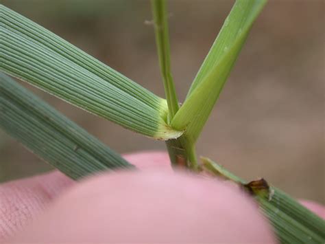 Fescue Grass Identification