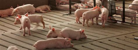 Swine Production – Andreas Kailas & Sons LTD