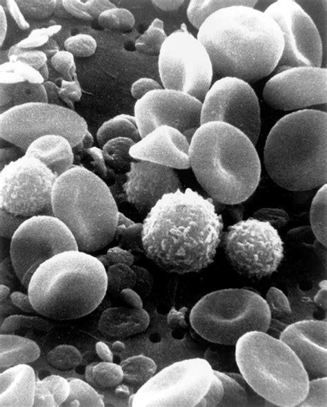 File:SEM blood cells.jpg - Wikipedia, the free encyclopedia