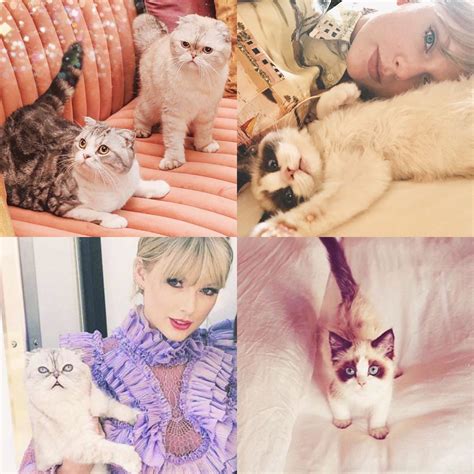 TAYLOR SWIFT CATS DAYS - Cats Photo (42949062) - Fanpop