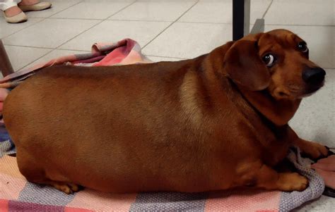 A big fat weiner : pics