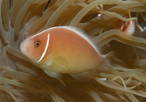 Discover the Pink Skunk Clownfish (Amphiprion perideraion) - Bali Wildlife