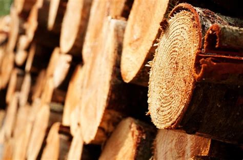 What is the difference between timber, lumber and wood?