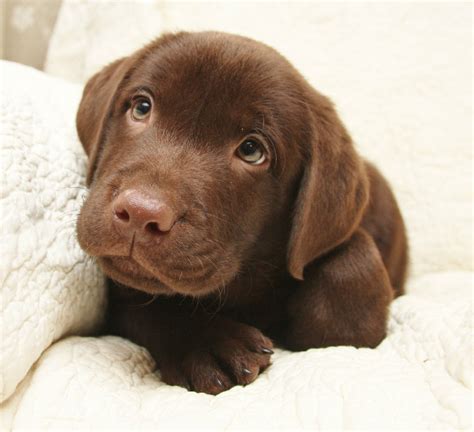 English Chocolate Lab Puppies Ohio / Pin by Dave Chambers on love ...