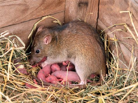 "Rats are various medium-sized so much..https://ift.tt/2Jh7ryV ...