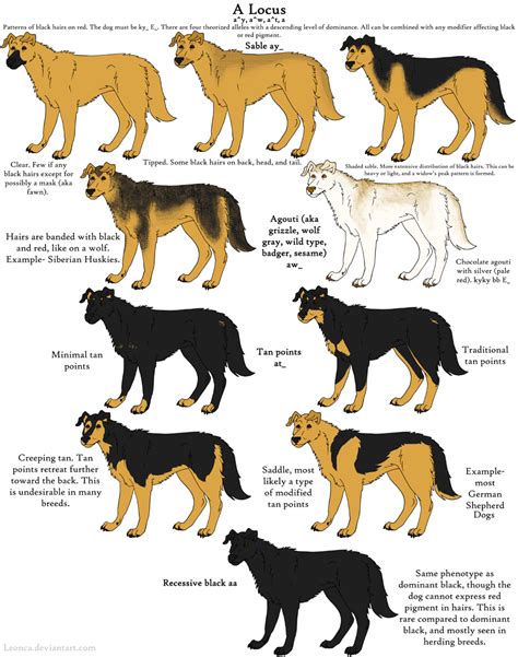 Dog Colors Guide- Agouti by Leonca on DeviantArt | Dogs, Doberman ...