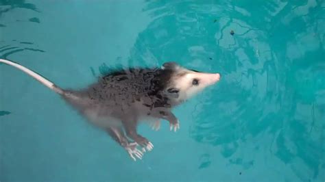 Baby opossum swimming, playing dead & More! - YouTube