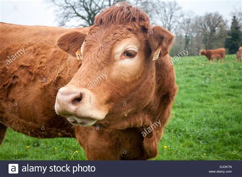 Limousine Cattle High Resolution Stock Photography and Images - Alamy