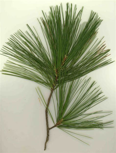 White Pine Leaf