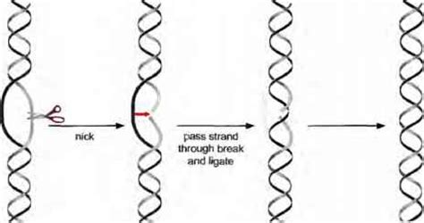 Topoisomerase Functions And Dna Topology Problems - Base Pairs