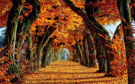 fall foliage desktop wallpaper - Google Search | Autumn scenery, Autumn ...