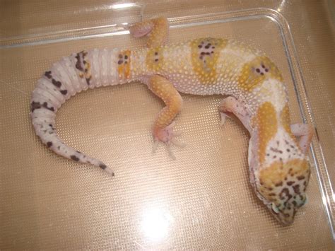 W Midlands Leopard Gecko Hatchlings (West Midlands) - Reptile Forums