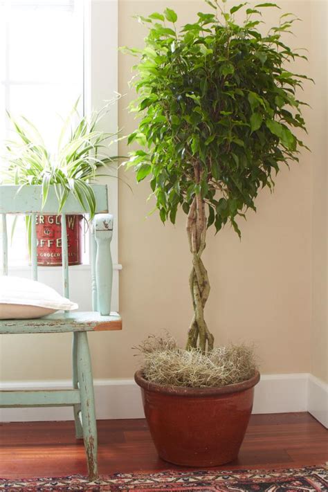 Indoor Weeping Fig Tree Care - Large 6ft indoor weeping fig tree (ficus ...