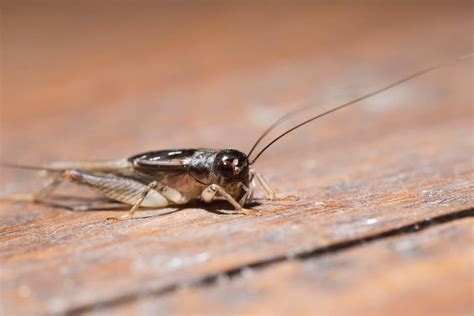 How Crickets Can Invade Your Home (and Attract Other Pests)