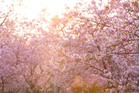 Cherry Blossoms At Sunset Picture And HD Photos | Free Download On Lovepik