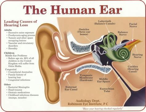 The Ear Diagram And Functions