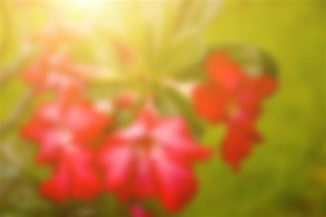 Blurred flowers, abstract background, amazing and beautiful colors ...