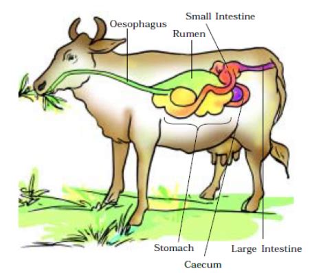 Revision Notes for Science Chapter 2 - Nutrition in Animals (Class 7th ...