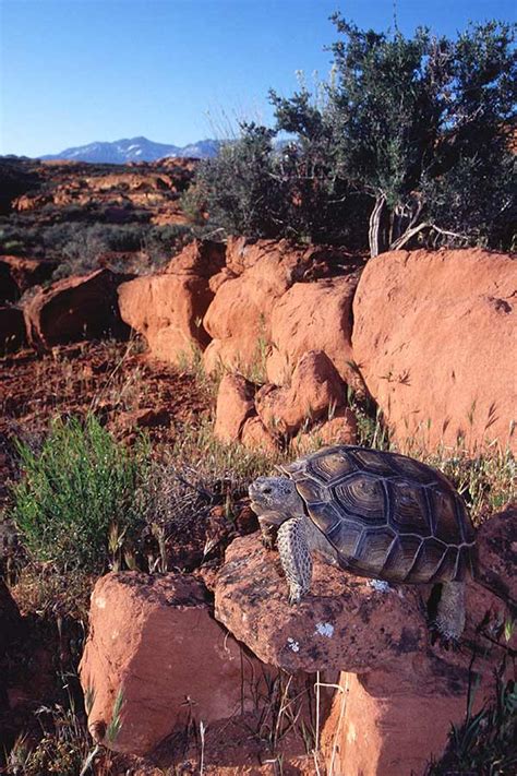 Vital habitat acquired to protect desert tortoise