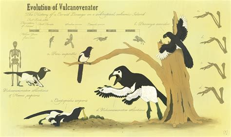 Corvid Speculative Evolution by JuulRex on DeviantArt