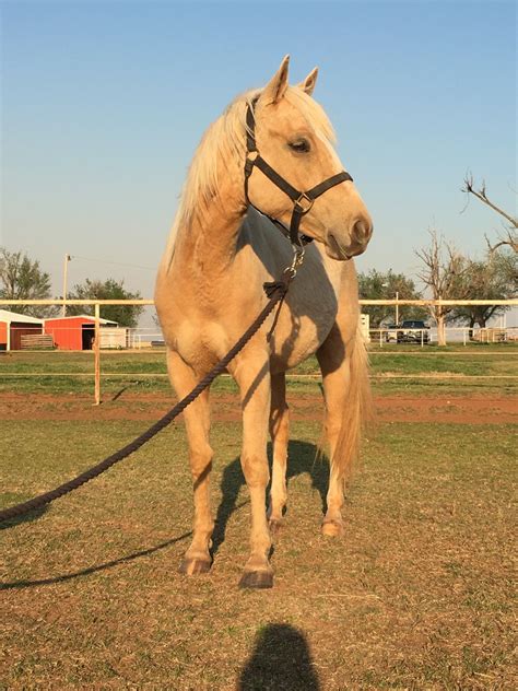 Pin by Pupfrog on horses/other | Palomino horse, Pretty horses, Cute horses