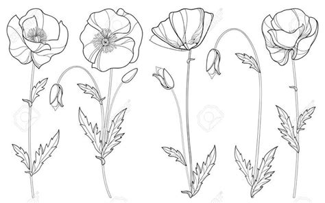 Set With Outline Poppy Flower, Bud And Leaves In Black Isolated ...