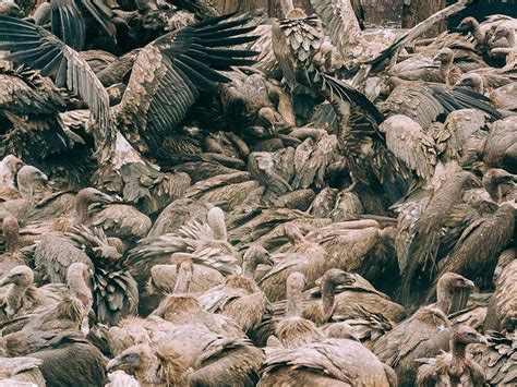 Sky Burial Vultures