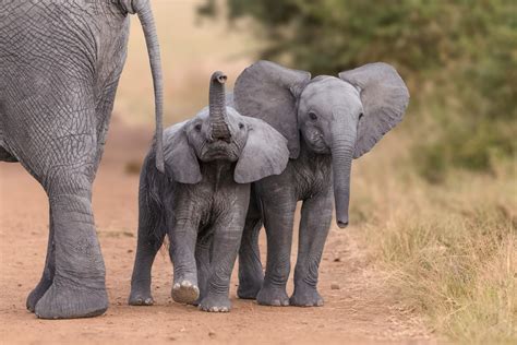 Two baby elephants : r/aww