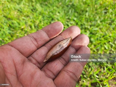 Madhuca Longifolia Fruit Seed Stock Photo - Download Image Now ...