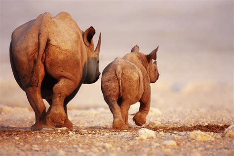 Black Rhino Facts for Kids - The Facts Vault