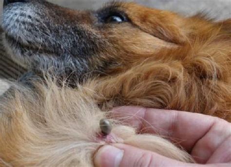 Comprehensive Guide to Ticks in Dogs: Prevention, Identification, and ...