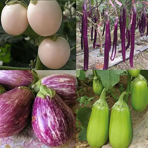 100pcs very rare four color eggplants white eggplant green eggplant ...