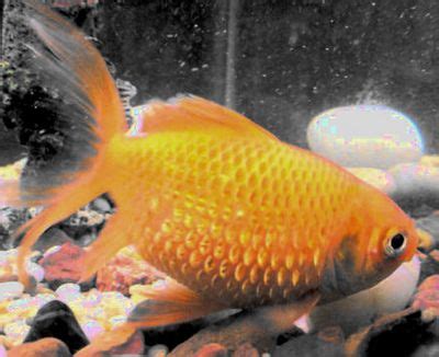 Dropsy - goldfish diseases