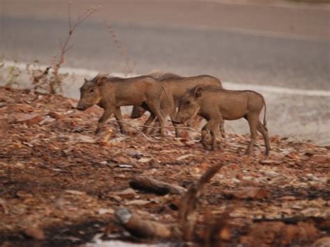 Ghana wildlife safari, 4 days | Responsible Travel