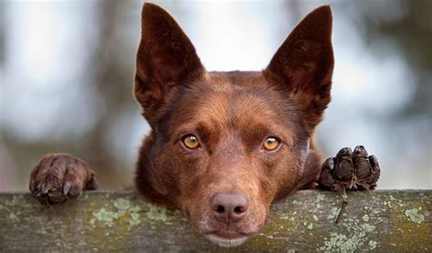 Gallery: A tribute to Australian working dogs