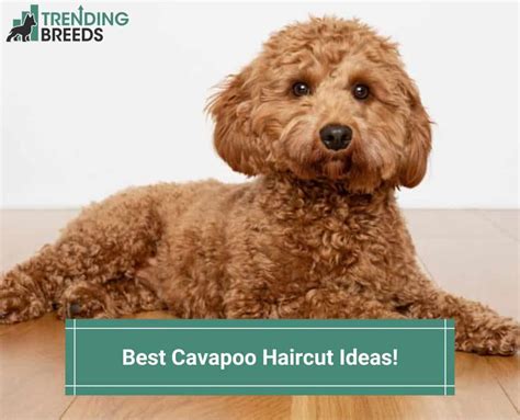 15+ Cavapoo Hair Cuts - HewittOtito