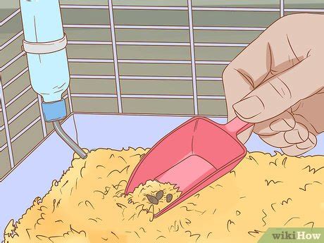 How to Get Your Guinea Pig to Popcorn: 9 Steps (with Pictures)