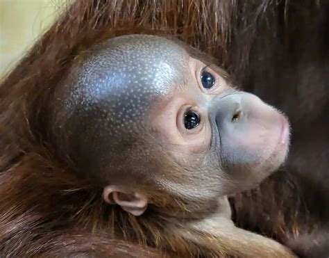 Critically Endangered Orang-utan Born At Paignton Zoo • Paignton Zoo