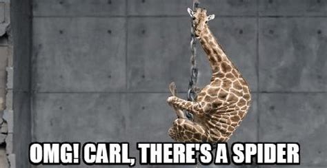 12 Giraffe Memes Best Paired With A Tall Glass Of Humor in 2021 ...