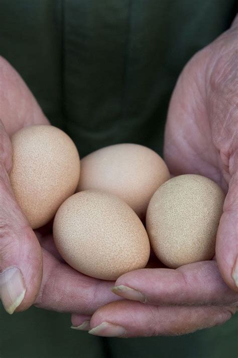 Guinea Fowl Eggs | Guinea fowl, Fowl, Eggs